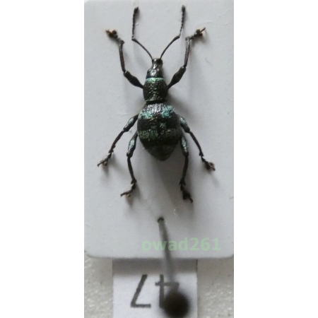 Neopyrgops sp. Heller, 1913 Philippines47